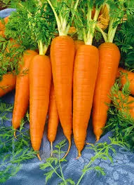 [1075] Carrot (Imported)